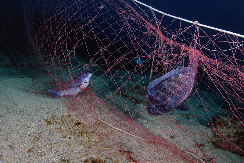 Continua la riproduzione di Spondyliosoma cantharus